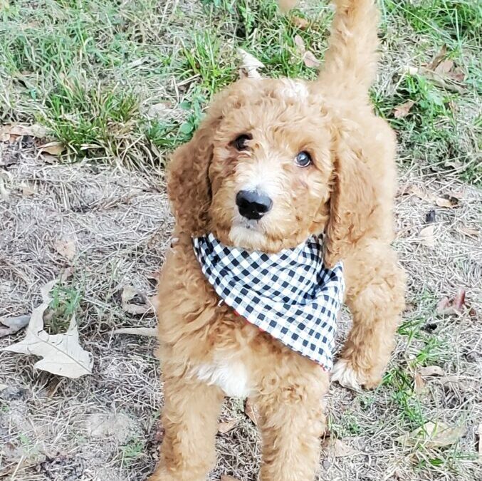 Male Goldendoodle Puppy Available – Houston
