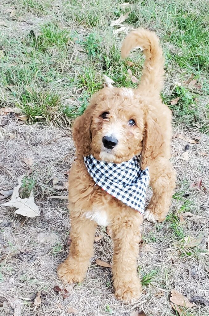 Apricot goldendoodle puppy