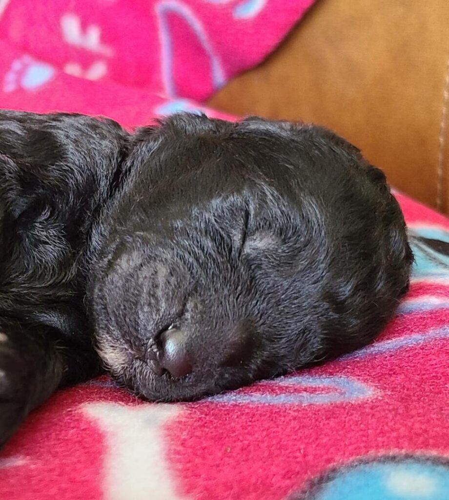 Black Goldendoodle puppy