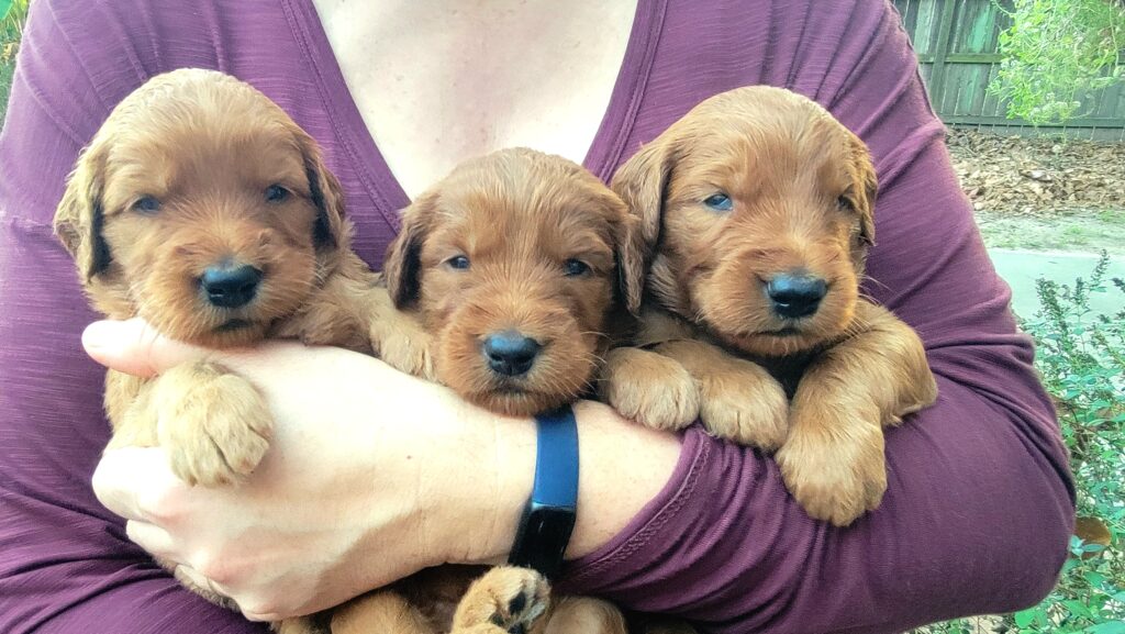 Goldendoodles For Sale in Houston Rainfield Golden Doodles