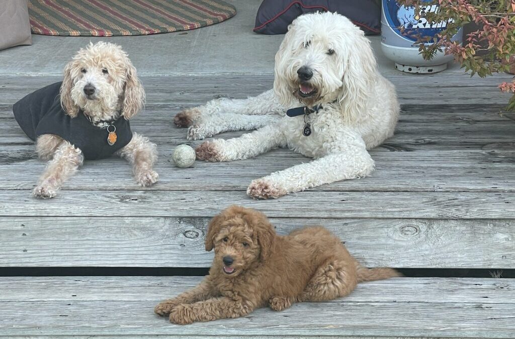 When to Get a Second Goldendoodle