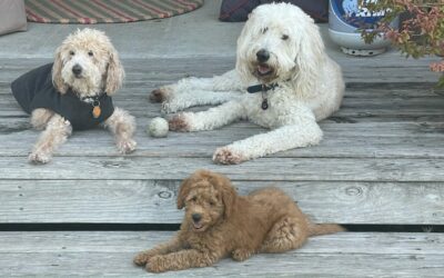 When to Get a Second Goldendoodle