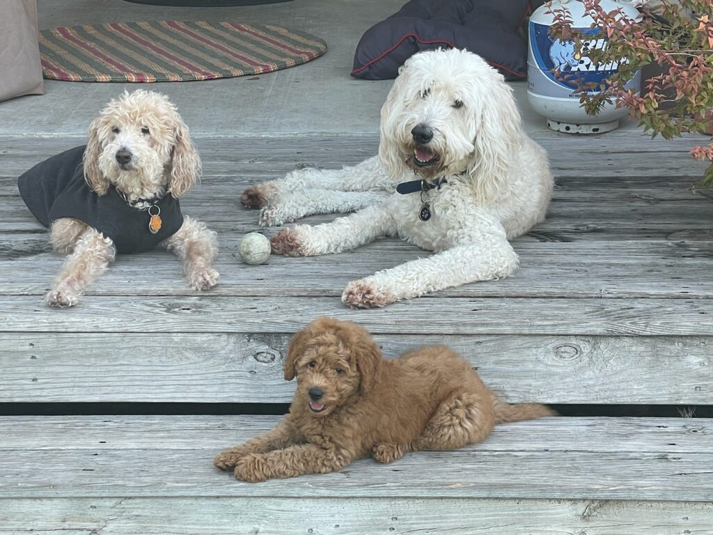 Freddie, an F1b goldendoodle is the new pup on the block in this Dallas home.