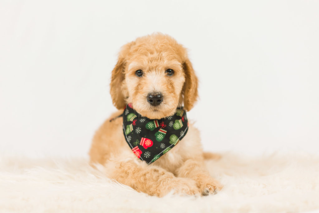 Blond goldendoodle puppy available now