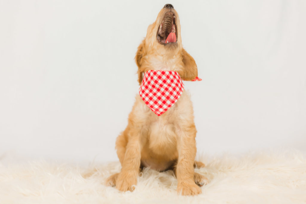 Goofball Goldendoodle Puppy - Houston 