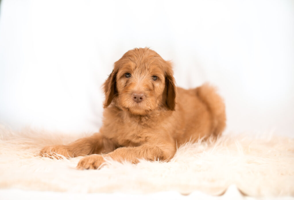 Red Goldendoodle puppy available now