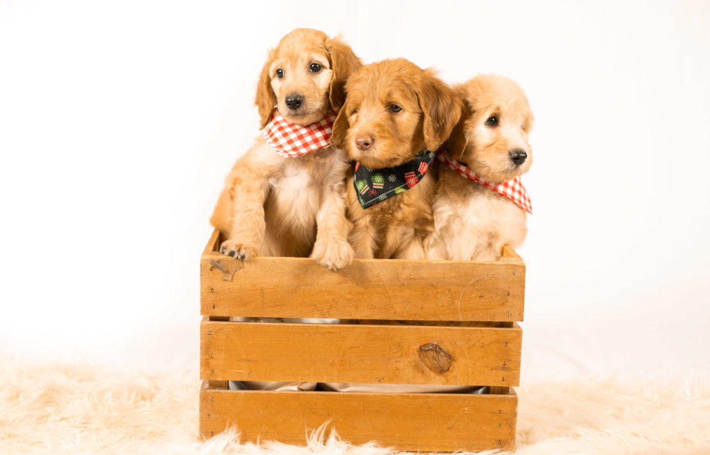 Update on F1b Goldendoodle Puppies Available
