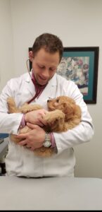 goldendoodle puppy at the vet