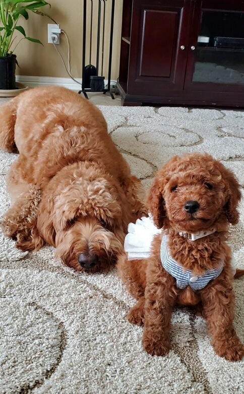 Two coat types - A curly goldendoodle puppy and a shaggy wavy goldendoodle