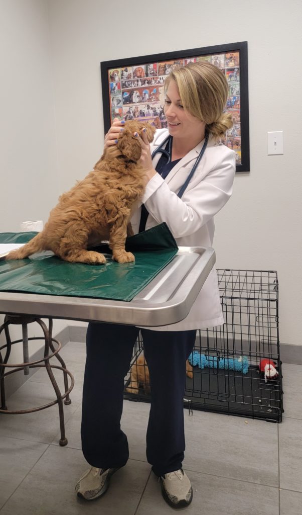 Goldendoodle puppy at the vet