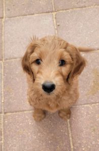 Goldendoodle Puppy for sale Houston
