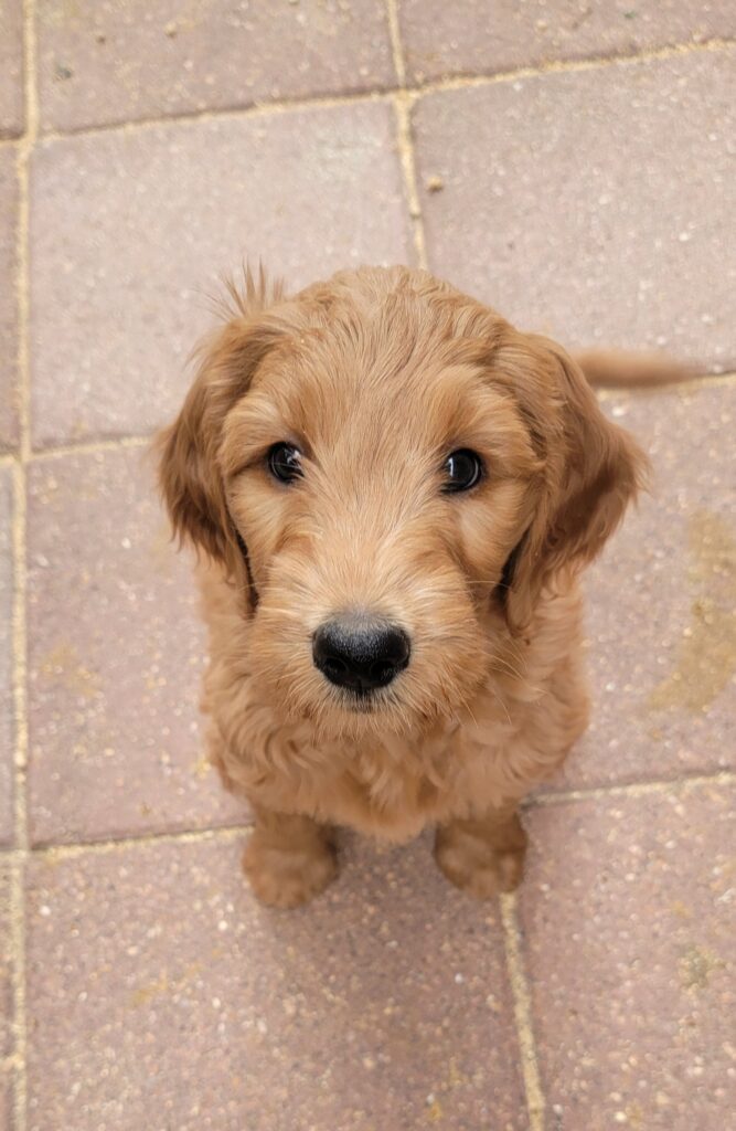 Rainfield goldendoodle puppy