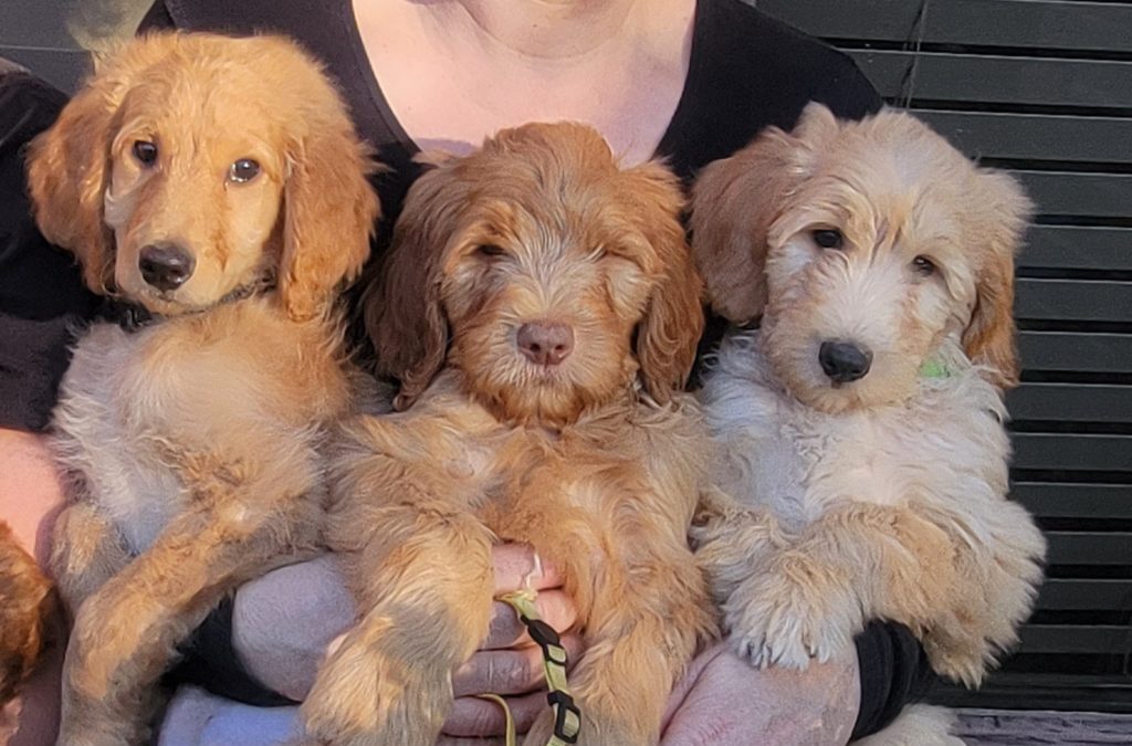 Grooming a Goldendoodle Puppy