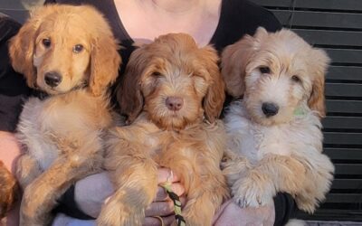 Grooming a Goldendoodle Puppy