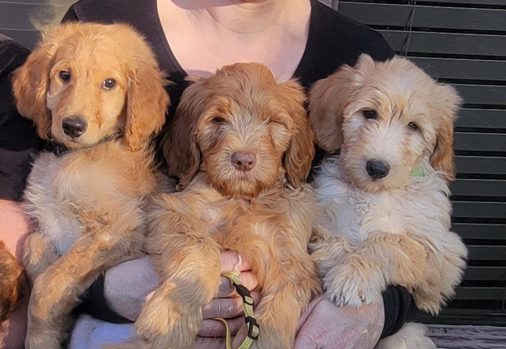 how often do you bathe a goldendoodle puppy