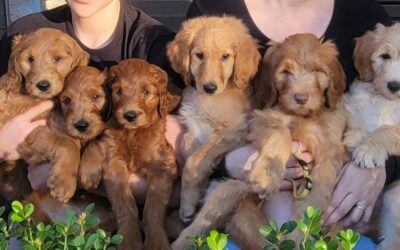 Goldendoodle Puppies Available in Houston