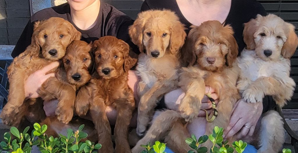 Goldendoodle Puppies Available in Houston