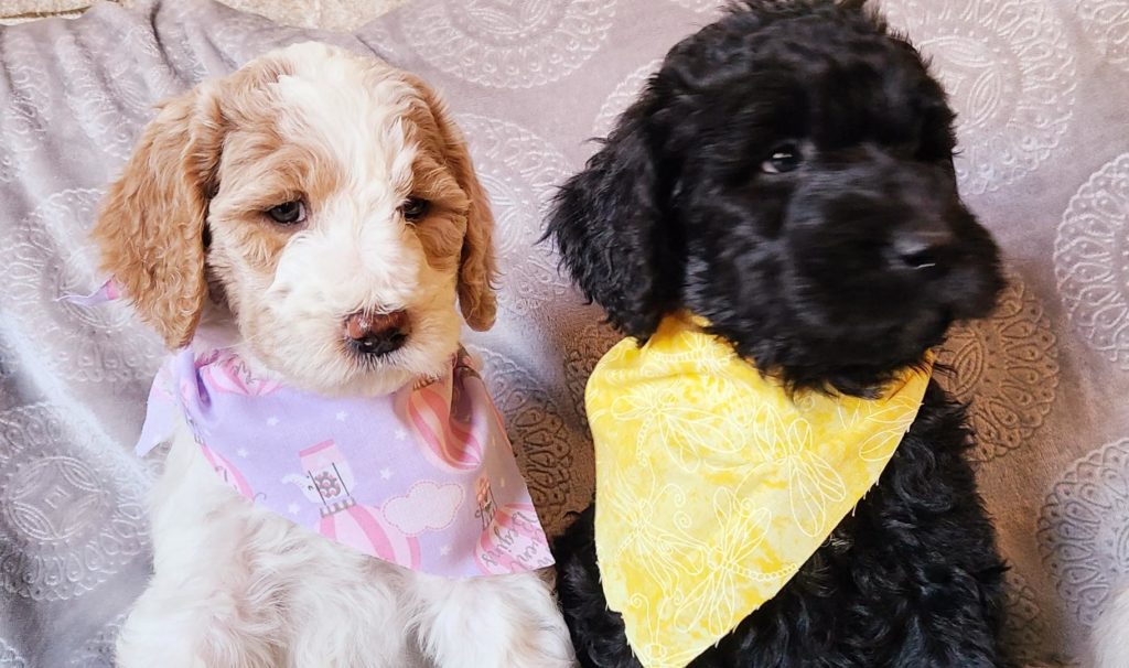 Red gold or black goldendoodle Puppies