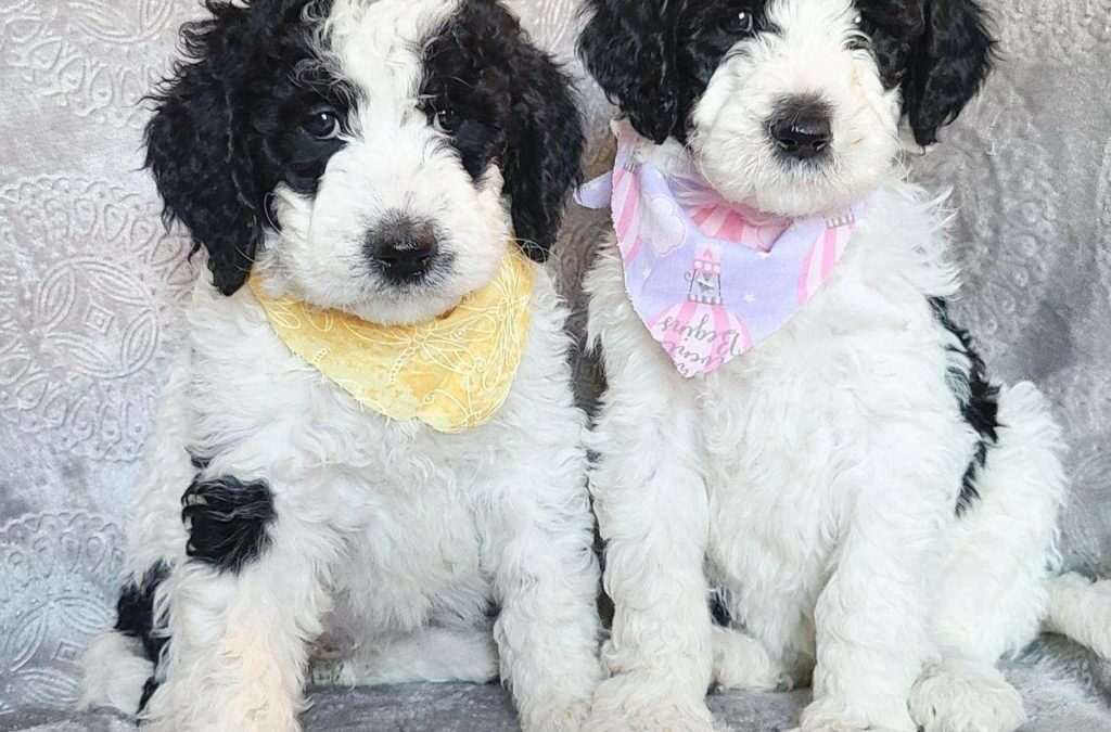 Red Gold or Black Goldendoodle Puppies in Houston