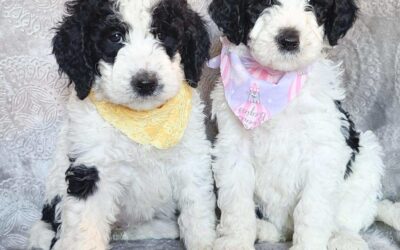 Red Gold or Black Goldendoodle Puppies in Houston