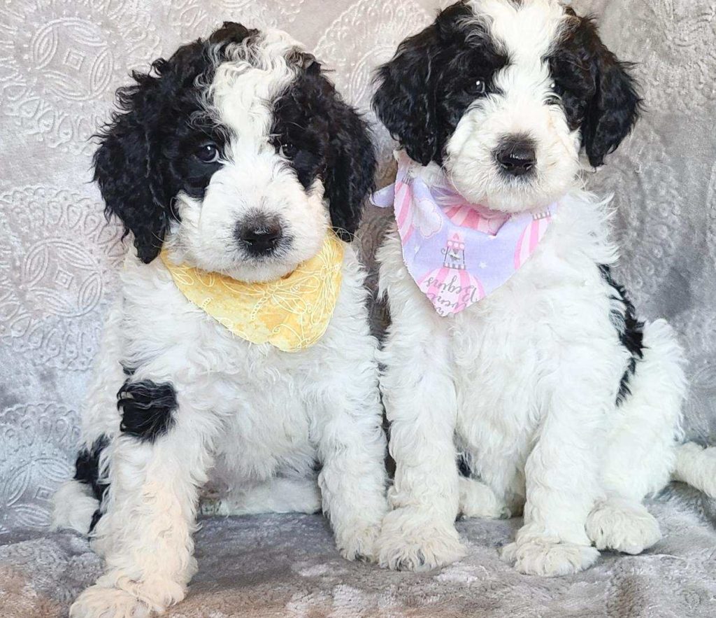 Parti-goldendoodle puppies Houston, Tx