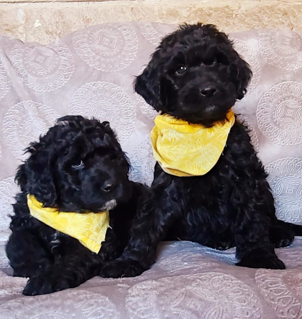 Black Goldendoodle Puppies in Houston, Tx