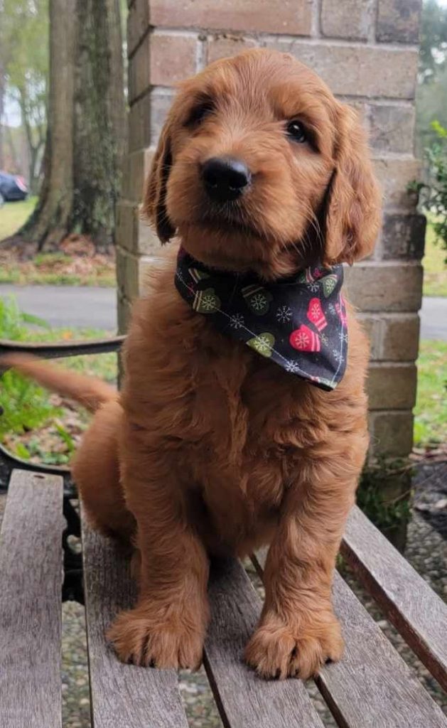 Red Goldendoodle puppy in Texas