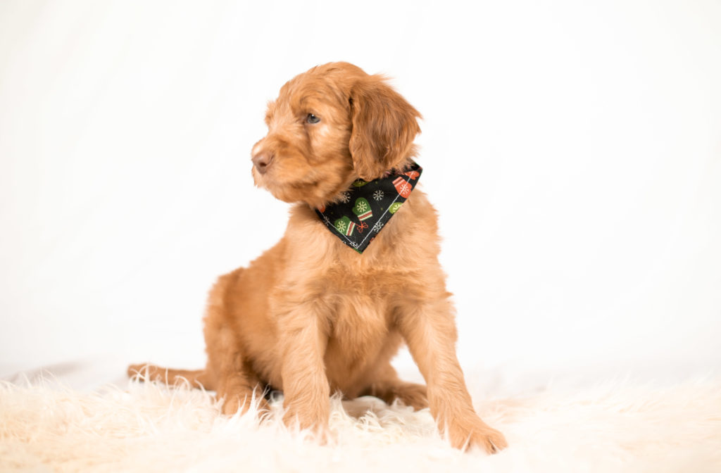 Red gold goldendoodle puppy