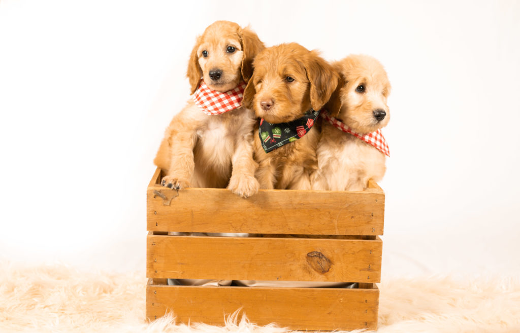 Gold and red goldendoodle puppies in Houston, Tx