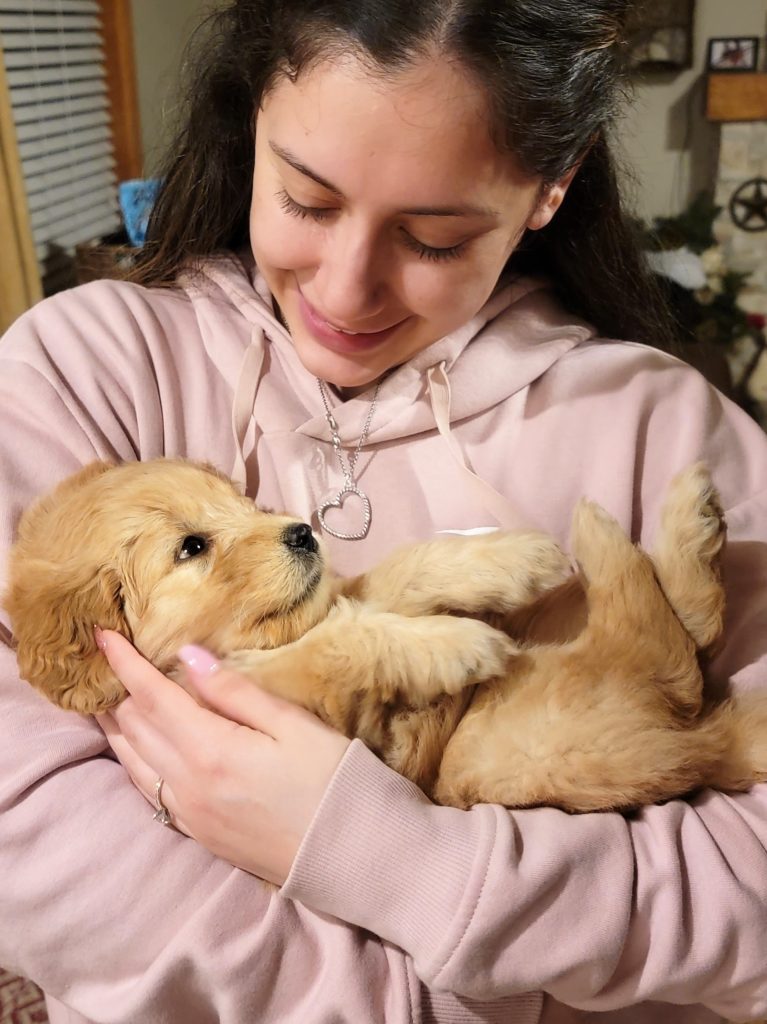 Tips for Bringing Your New Goldendoodle Puppy home