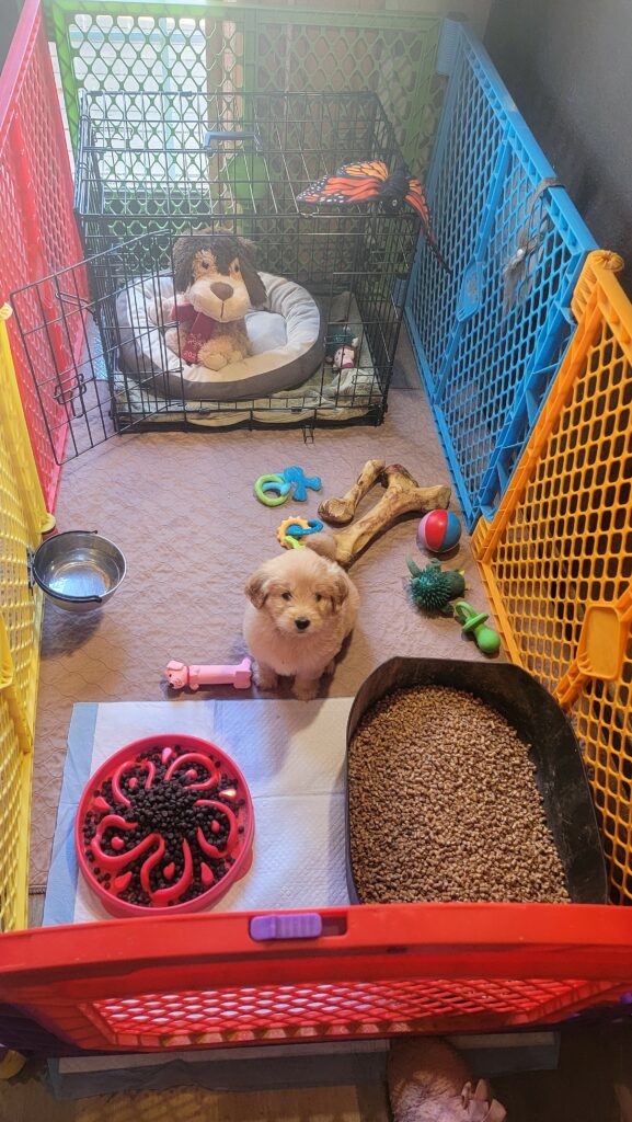 A goldendoodle puppy in her playyard