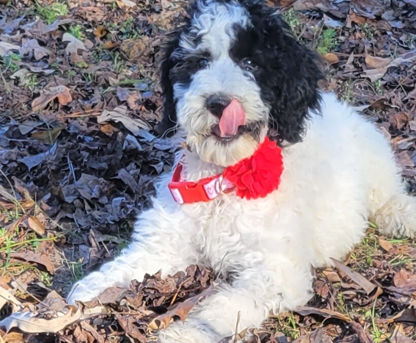 F1b Goldendoodle Puppies for Sale in Houston