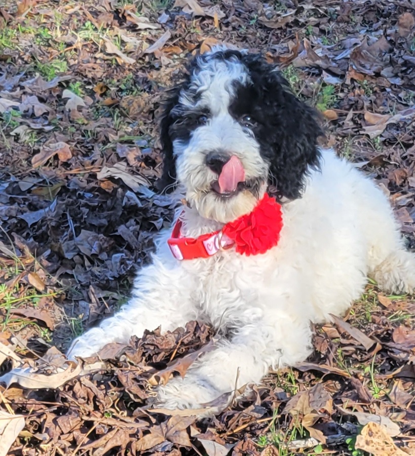 parti-goldendoodle available for adoption