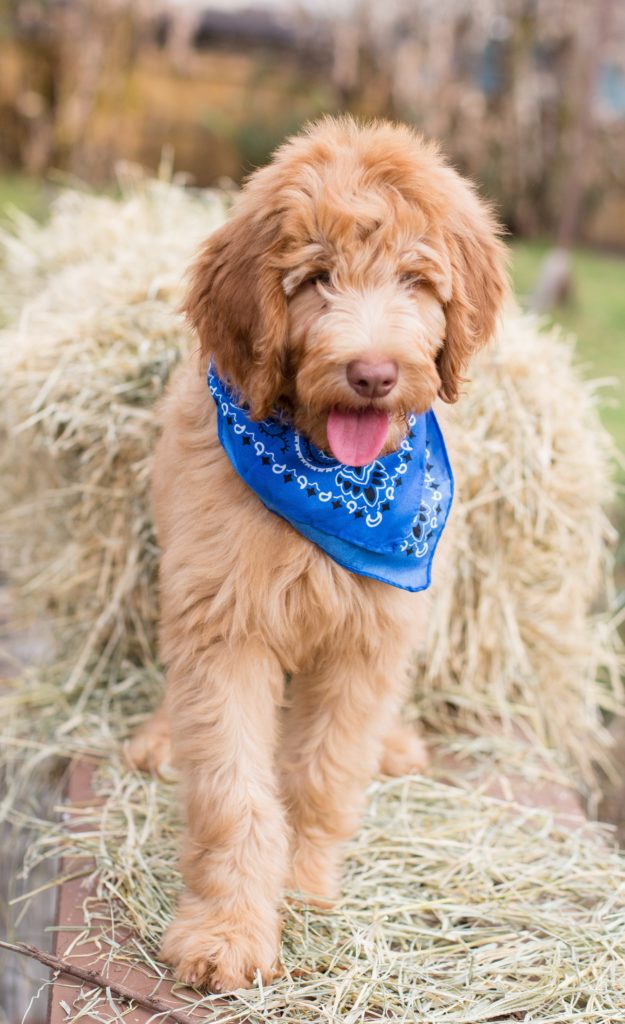 apricot goldendoodle puppy in Houston