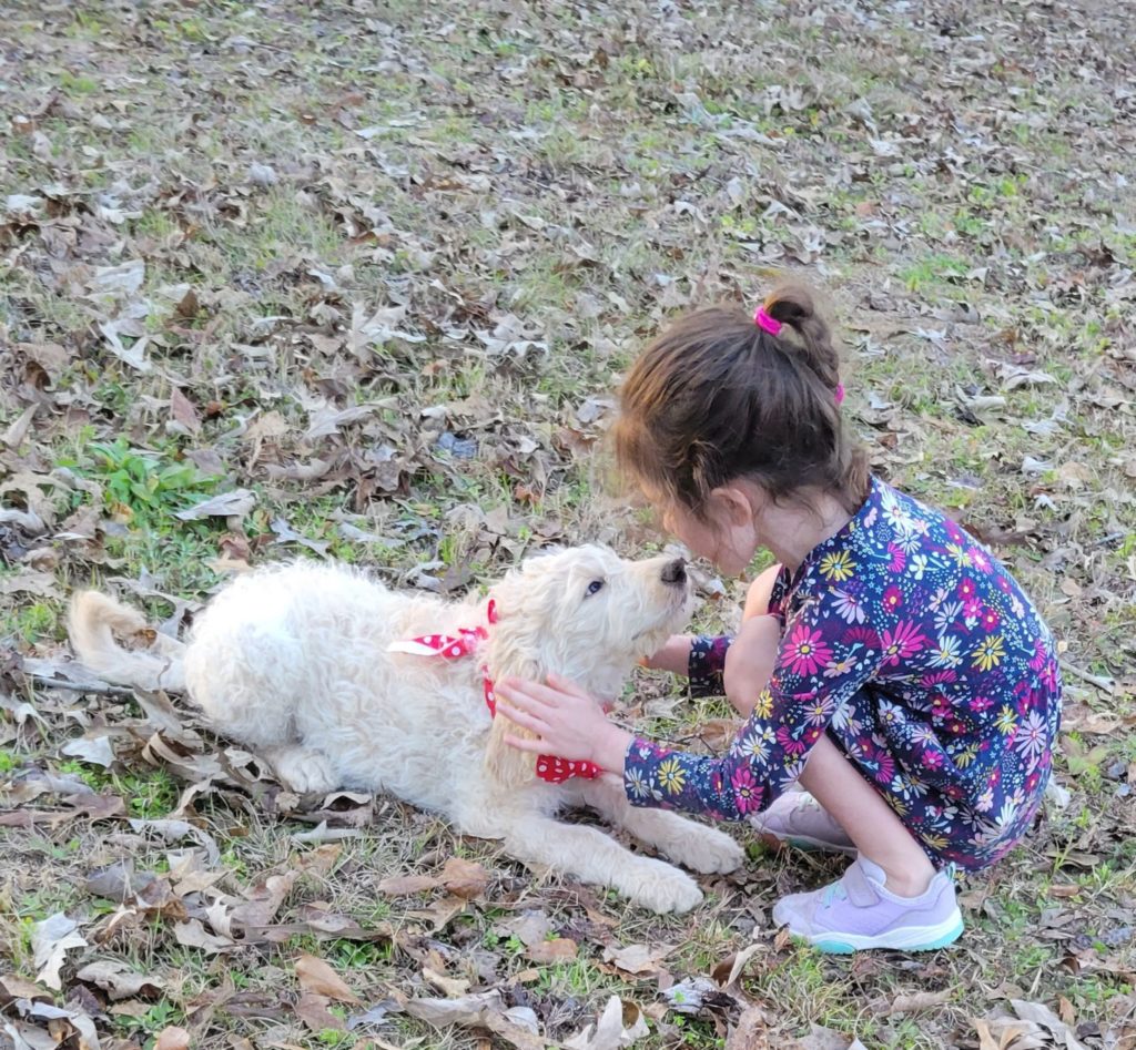 cream goldendoodle puppy Houston area