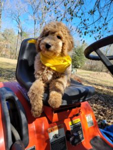F1b Goldendoodle Puppy Houston