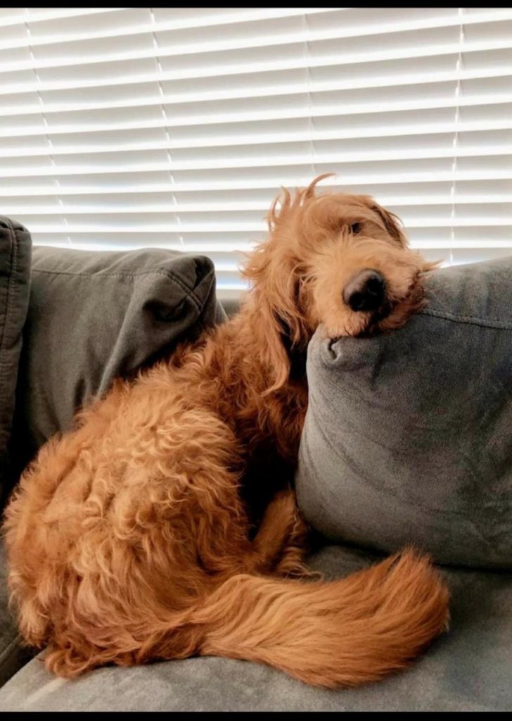 Apricot goldendoodle pup in Houston, Texas