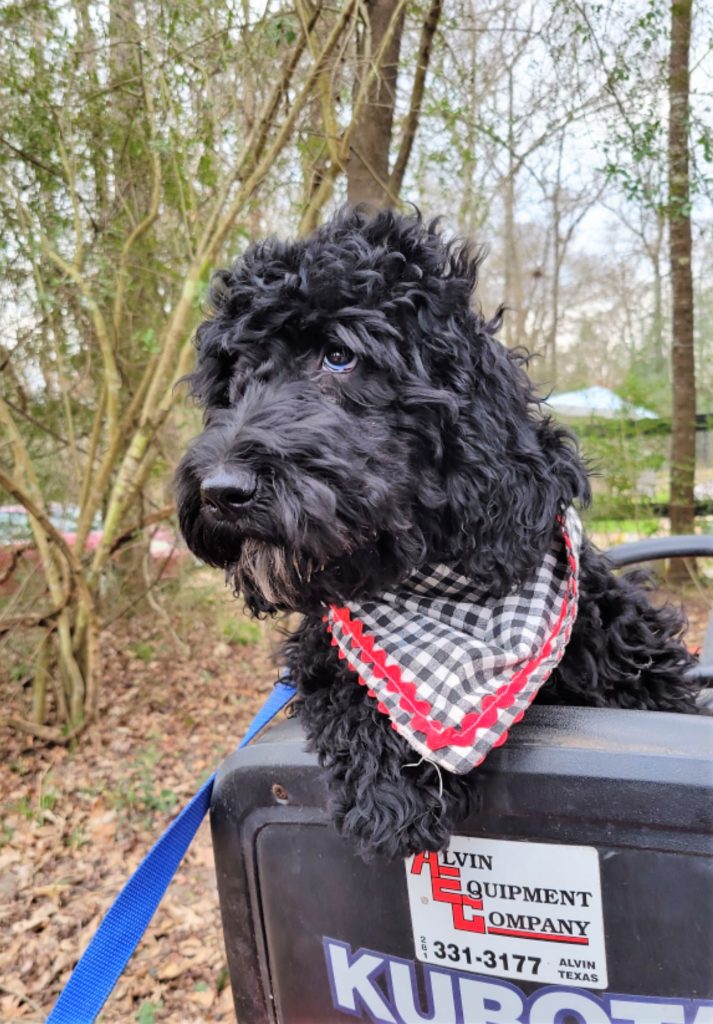 F1b Black Goldendoodle Puppy for sale