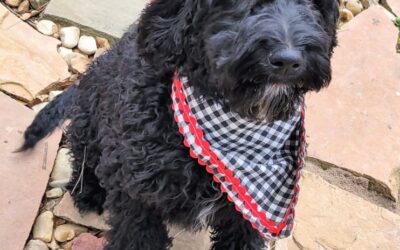 Black Goldendoodle Puppy