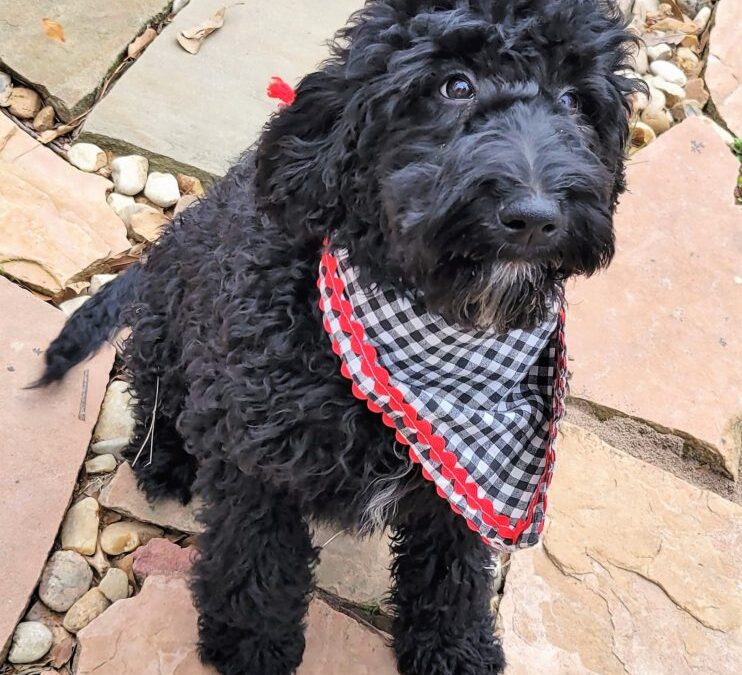 Black Goldendoodle Puppy