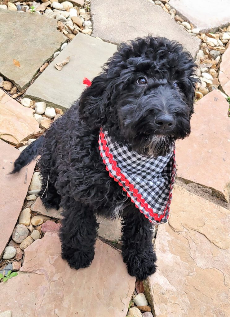 Black Goldendoodle Puppy available now - Houston