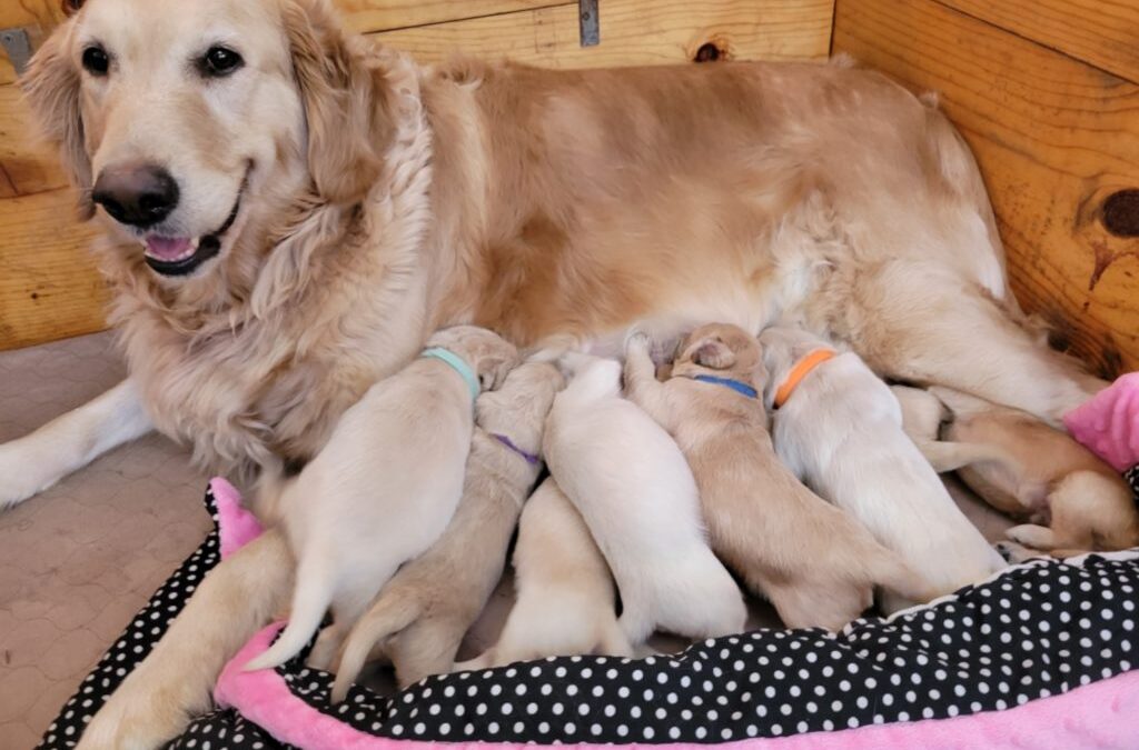 Cream and Apricot Goldendoodle Puppies in Houston