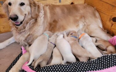 Cream and Apricot Goldendoodle Puppies in Houston