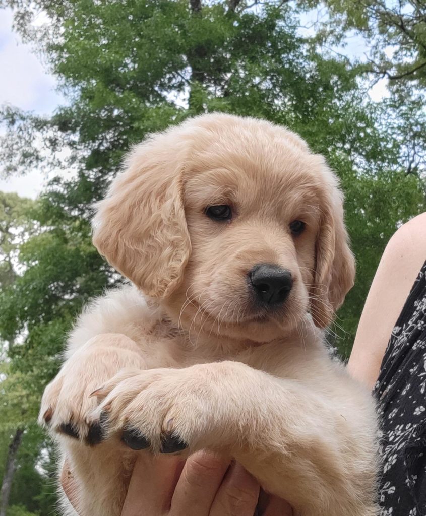 Apricot Goldendoodle Puppy in Houston - Available Now