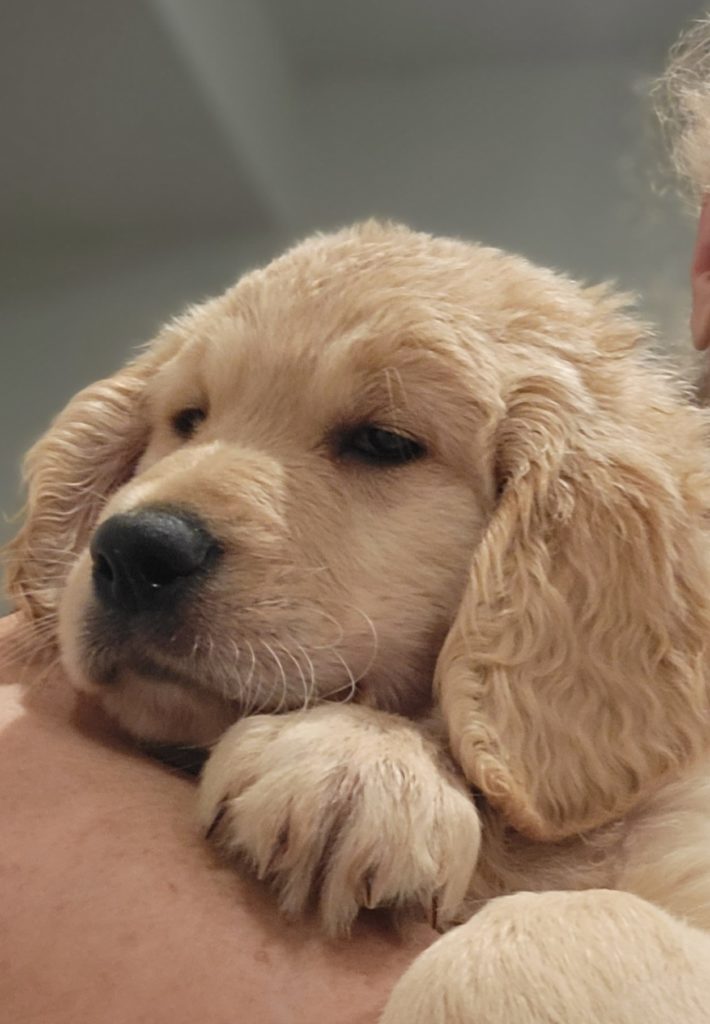 Goldendoodle Puppy for sale in Houston