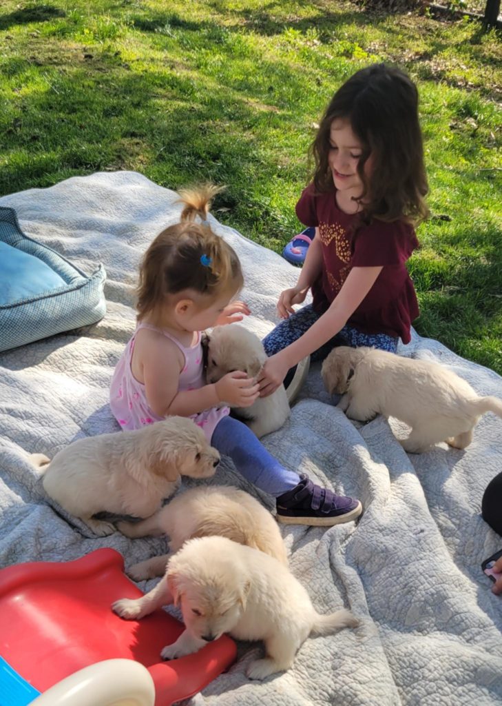 Socialization time for our Goldendoodle Puppies