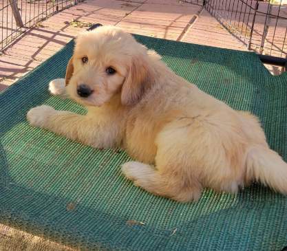 Doodle pups love their pet cots