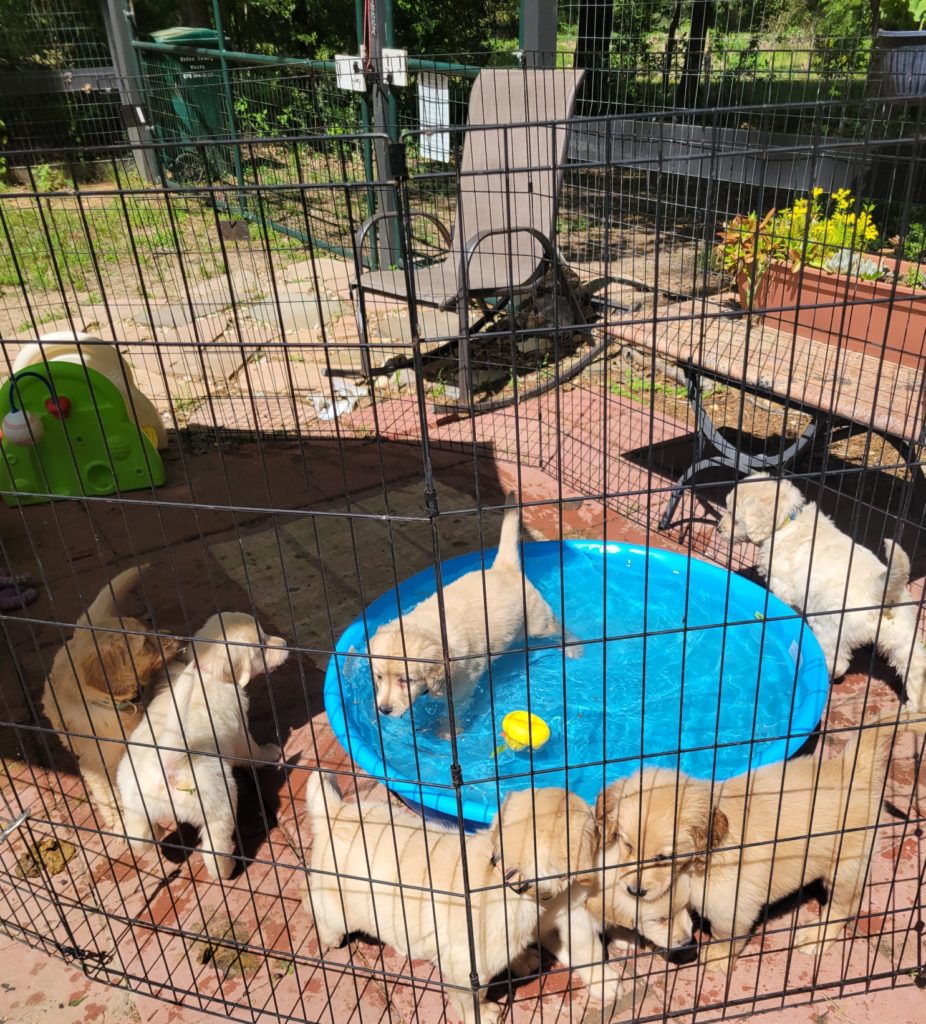 Learning to love water play - doodle pups in Houston, TX