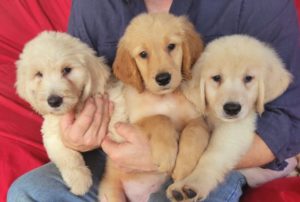 goldendoodle puppies - Houston