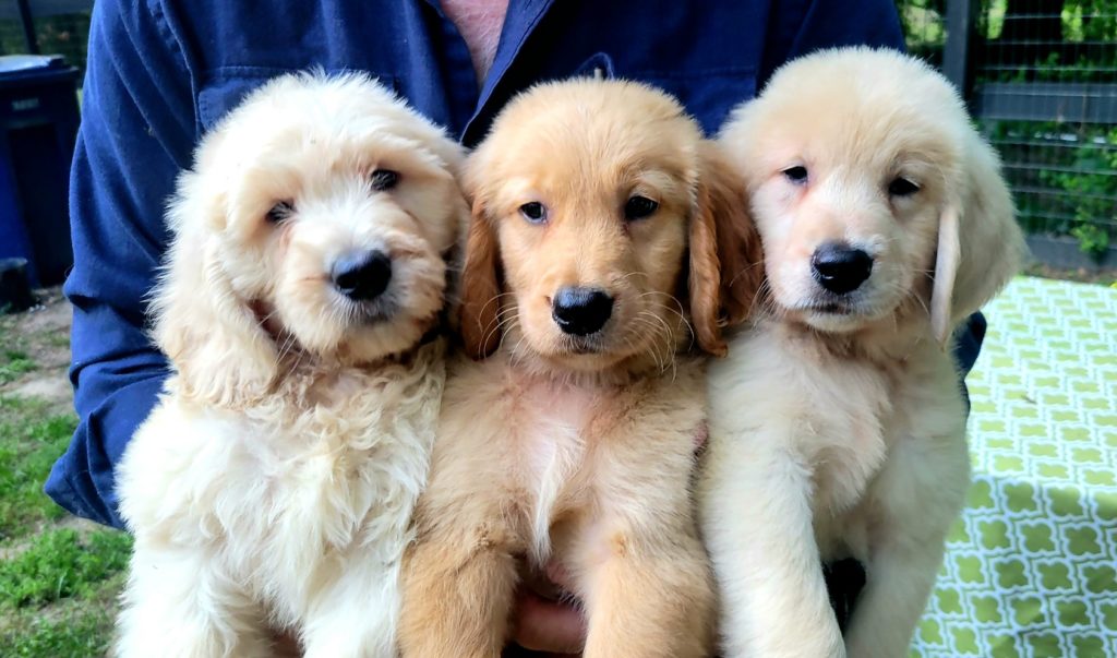 Cream and Apricot Goldendoodle Puppies Available Now in Houston